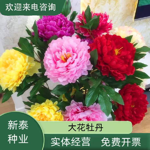 洛阳牡丹种籽牡丹花种子混色春播四季盆栽阳台药用观赏牡丹