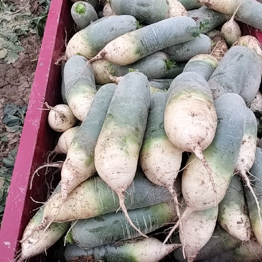 西安水果萝卜