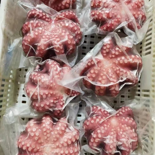 东山县大章鱼