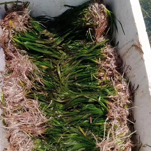 麻阳县苦草，马来眼子菜，轮叶黑藻，包土包石子营养苗加工！