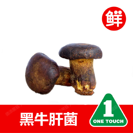 上海黑牛肝菌