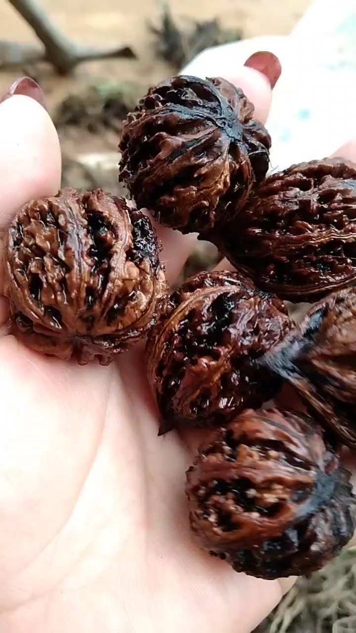 砚山县云南野核桃，大山里的文玩核桃