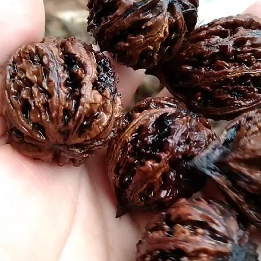 砚山县云南野核桃，大山里的文玩核桃