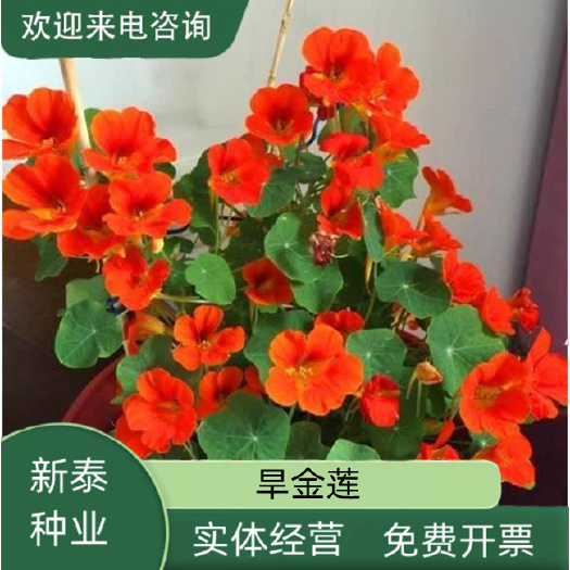 沭阳县旱金莲种子四季易种旱荷花播种 垂吊植物花卉种子盆栽旱莲花种子