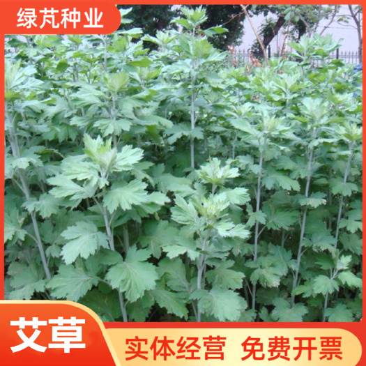 艾草种子花种子庭院室内阳台易种开花香草种籽花种籽子驱蚊