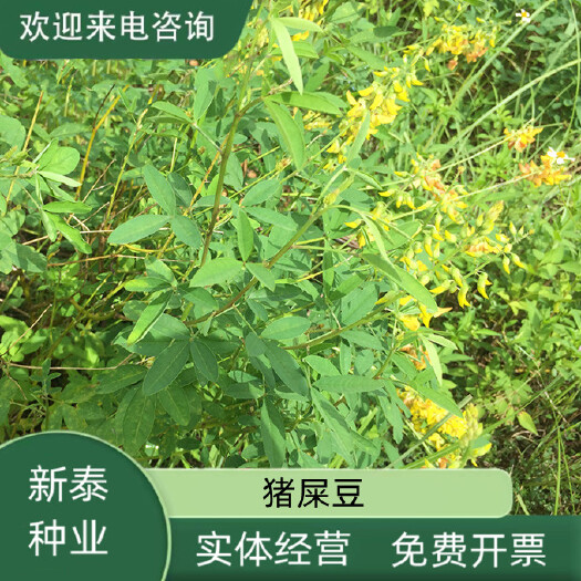 沭阳县猪屎豆灌木种子种四季易活灌木猪屎豆矿山护坡绿化园林造景护坡草
