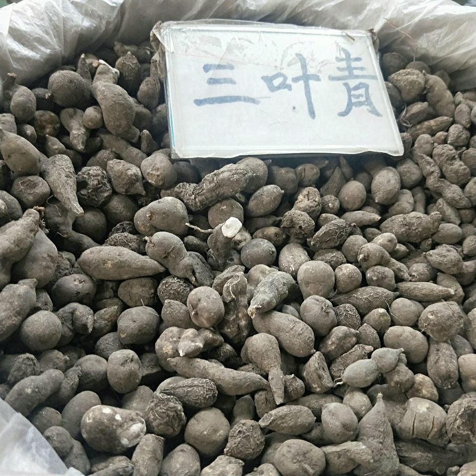 三叶青 正品三叶青 金线吊葫芦 【假一赔十】实图对比