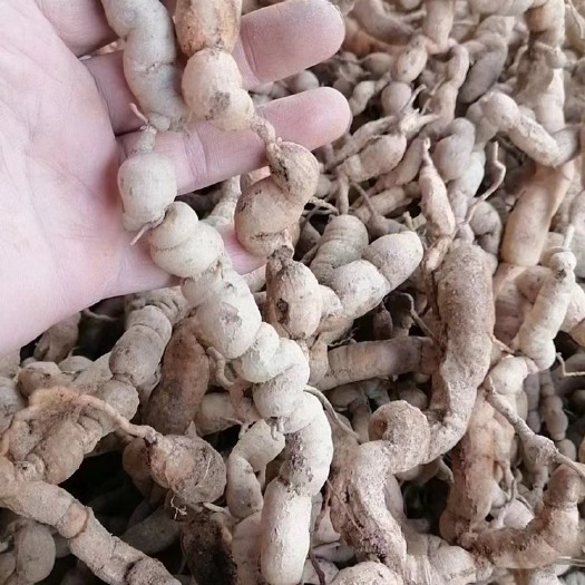 新丰县巴戟