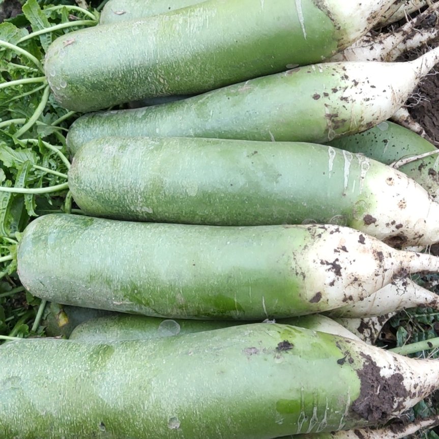 天津武清水果萝卜基地种植，量大。口感脆甜多汁！