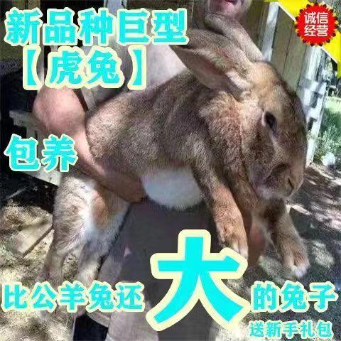 新沂市成年种兔种苗新西兰比利时虎兔法系火狐孕兔