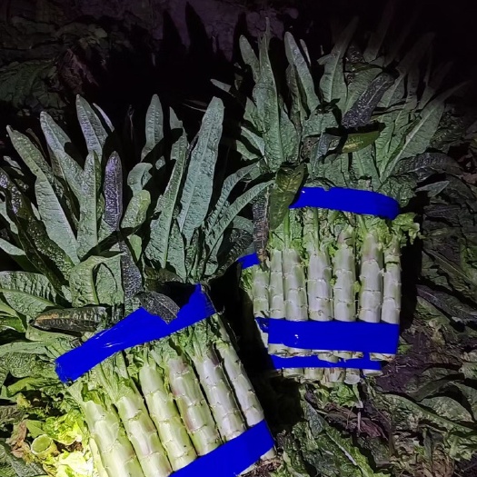 什邡市现货红莴笋，大量上市，物美价优，物流全国，量大从优。