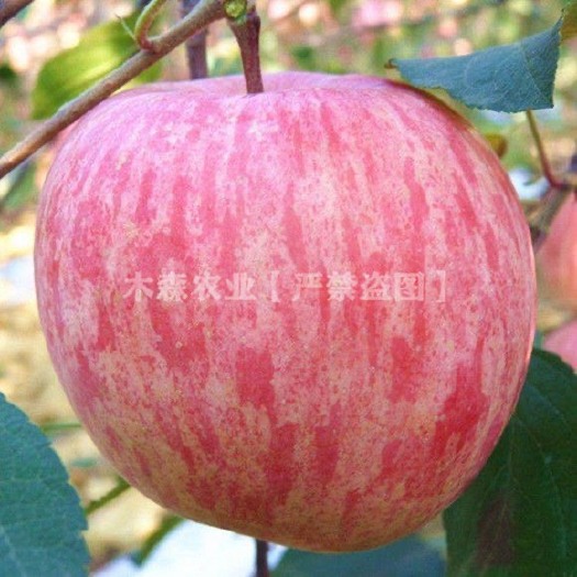 平邑县众成三号苹果苗嫁接苗包品种包结果基地直销现挖现发可签合同