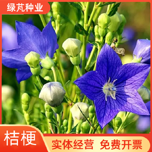 桔梗种子包袱花花种铃铛花景观花种盆栽多年生花种子