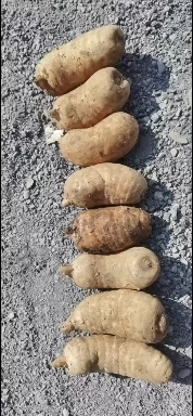 纳雍县乌天麻