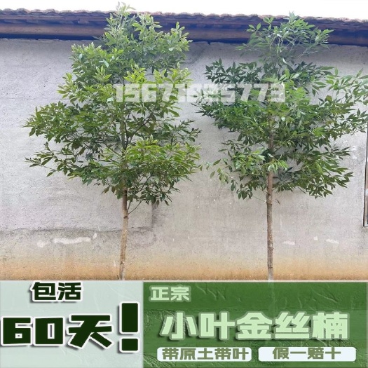 咸宁正宗金丝楠木树苗小叶桢楠庭院别墅盆栽地栽名贵苗木
