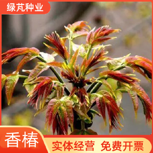 香椿种子四季香椿种子南方北方可种
