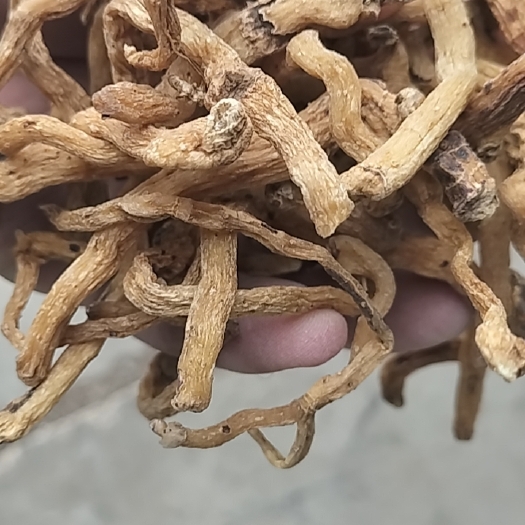 伊通县东北玉竹