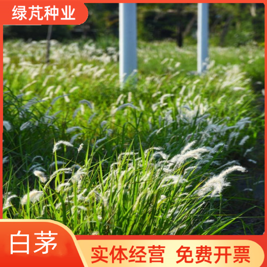 护坡绿化白茅种子斑茅 当年新采茅针 茅种子 耐荫耐瘠薄干旱