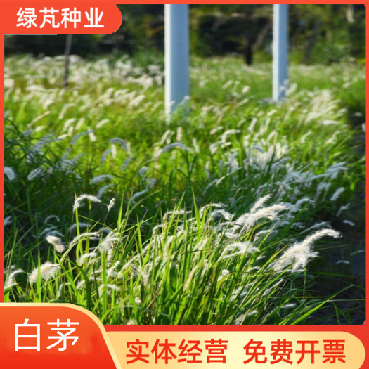 沭阳县护坡绿化白茅种子斑茅 当年新采茅针 茅种子 耐荫耐瘠薄干旱