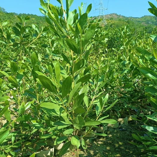 马占相思，大叶相思，小叶相思都有