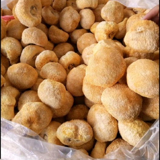 古田县中国食用菌之都宁德古田县特级猴头菇干货