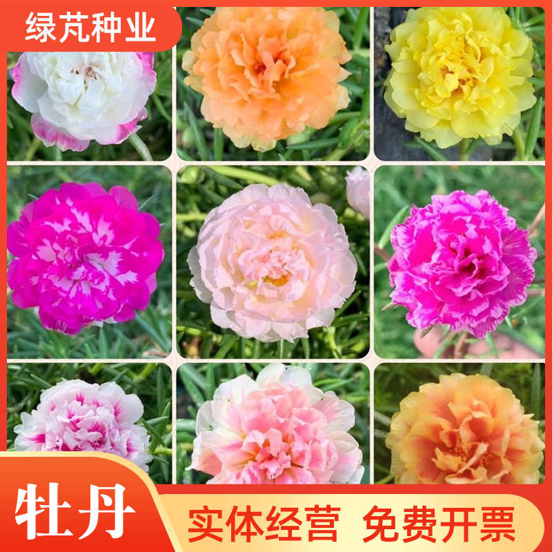 沭阳县牡丹花种子庭院阳台庭院四季种室内盆栽室外地栽花卉植物种子