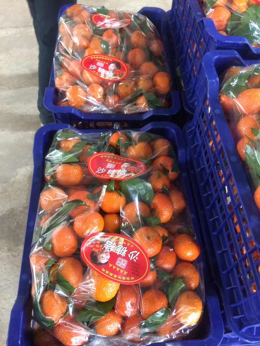 桂林沙糖桔一件代发，货源充足，电商微商一件代发