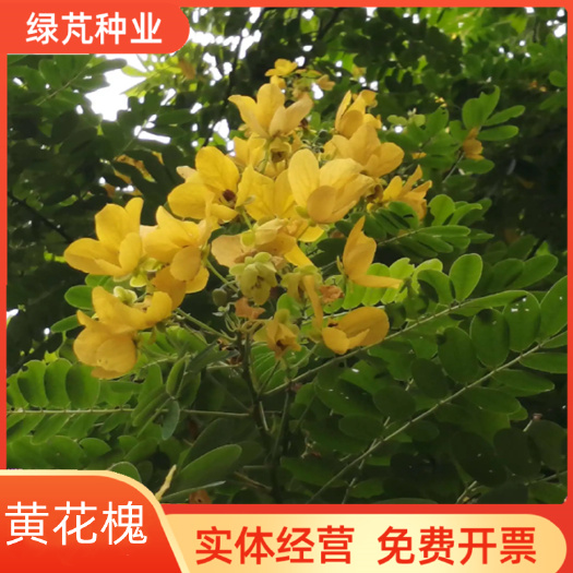 黄花槐种子 黄花决明种子林木种子黄槐金凤树种籽 优质园林绿
