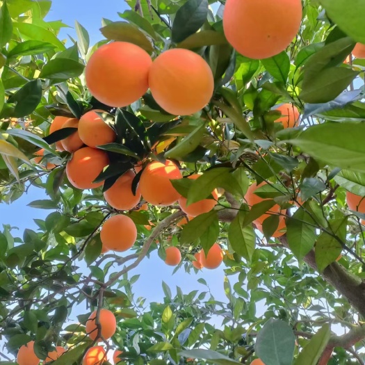 枝江市脐橙