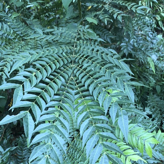梧州大量猴耳环
