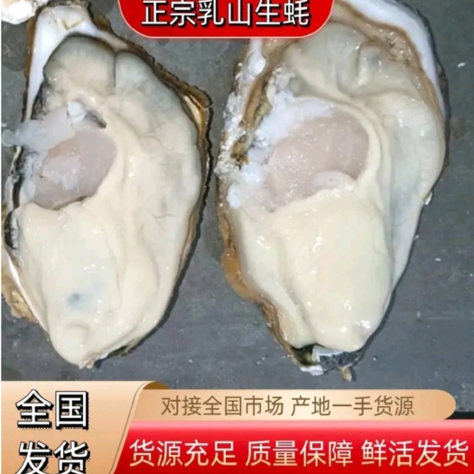 乳山市【乳山生蚝】源头厂家批发 乳山牡蛎 净化蚝 二倍体三倍体生蚝