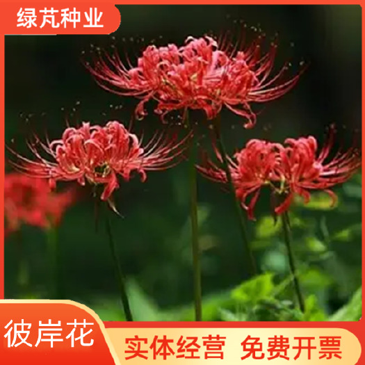 石蒜种子 彼岸花种子 曼珠沙华盆栽 彼岸花种球石蒜花 室内四