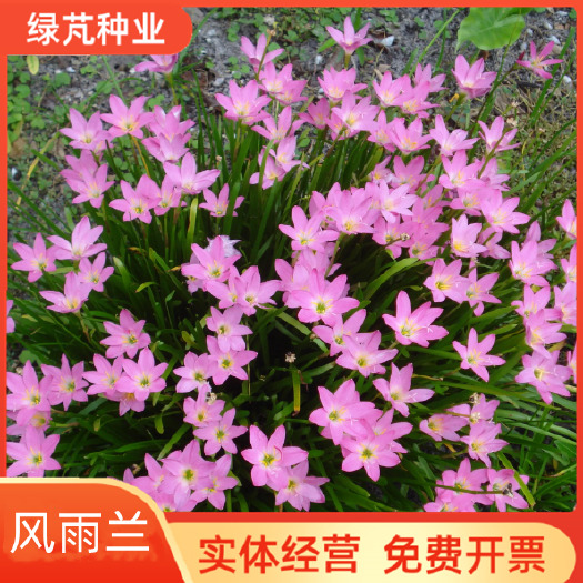 沭阳县兰花种球  风雨兰四季开花重瓣风雨兰种球室内阳台花卉盆栽养不