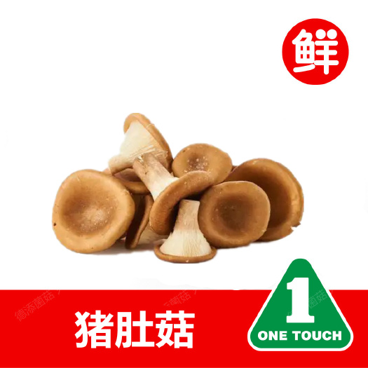上海猪肚菇