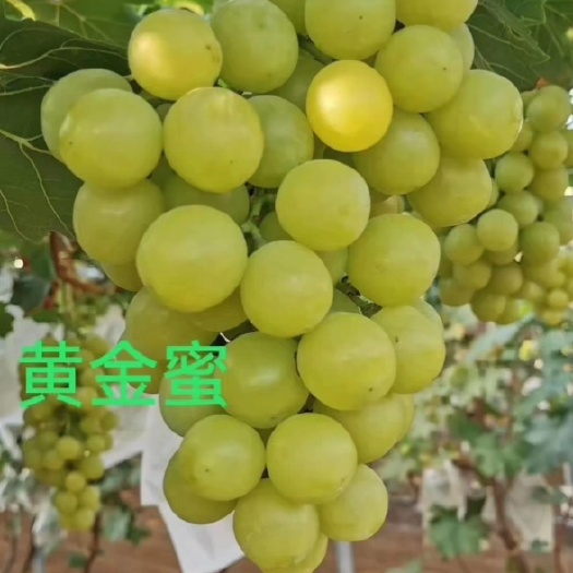 黄金蜜葡萄苗