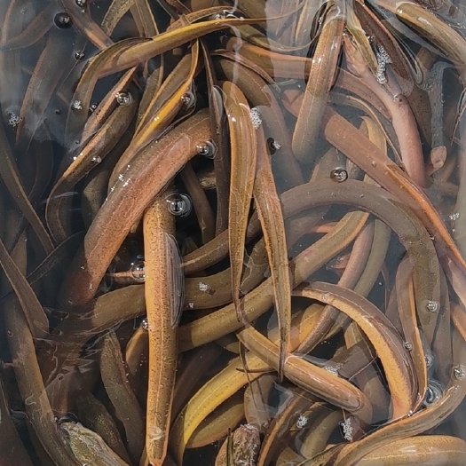 昆明缅甸黄鳝1—4两