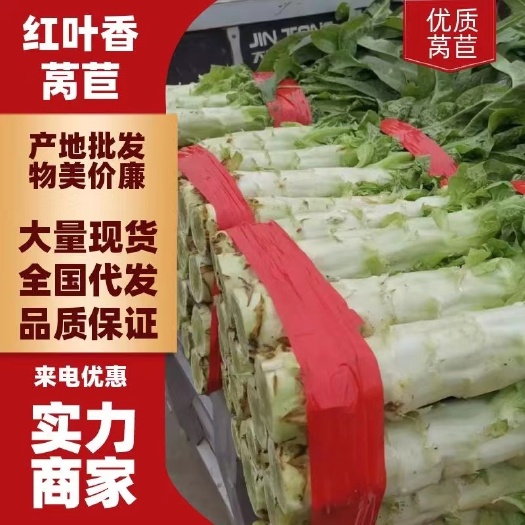 砀山县 精品红叶莴笋大量供应 支持各种包装 地头订货