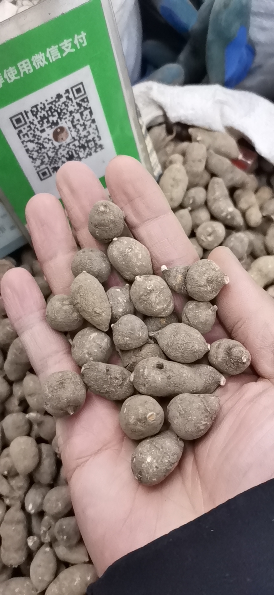 三叶青 正品三叶青 金线吊葫芦 【假一赔十】实图对比