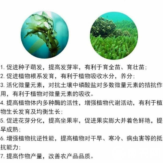 优级酶解海藻精原粉海藻酸 生根壮苗肥叶面肥 强力生根抗逆增产