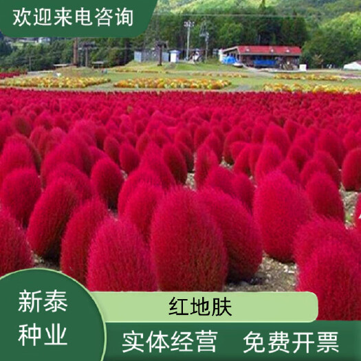 沭阳县红地肤种子扫帚草种子绿地肤种子花卉种子庭院观赏地肤种子