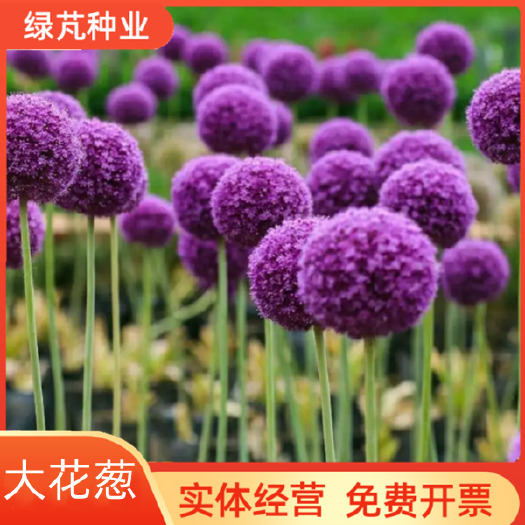 沭阳县大花葱种子 荷兰大花葱种球耐寒花卉盆栽植物庭院地栽大葱花