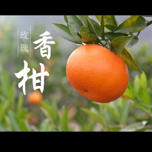 东江湖清江柑橘玫瑰香柑