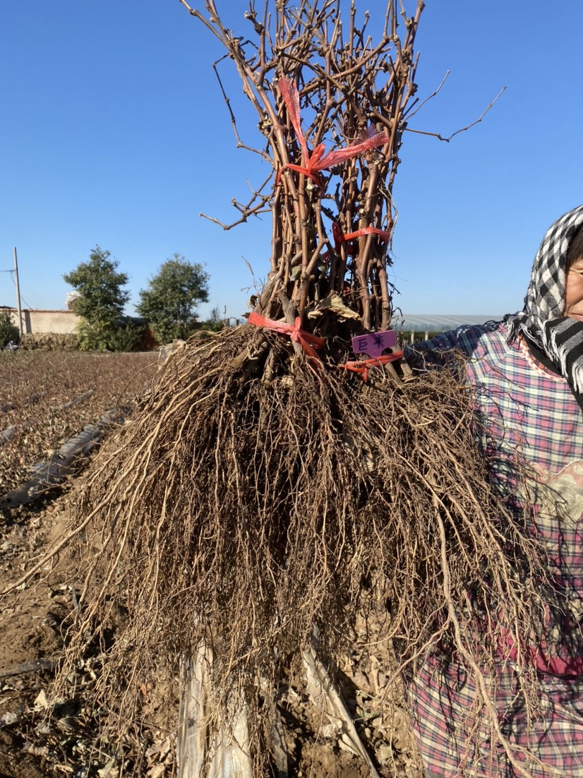 巨峰葡萄苗 巨峰巨丰扦插苗大粒葡萄苗南北方种植庭院种植果树苗