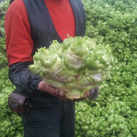 江油市儿菜