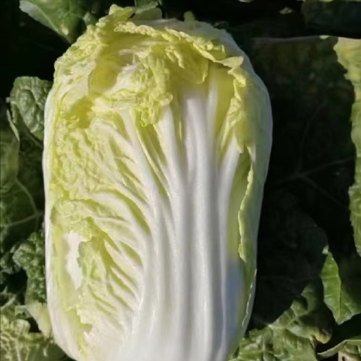 菜型好，心黃，沒蟲洞，沒爛菜
