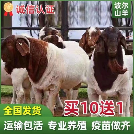 梁山县努比亚黑山羊小羊活苗波尔山羊种羊小羊羔活羊公羊怀孕母羊仔活体