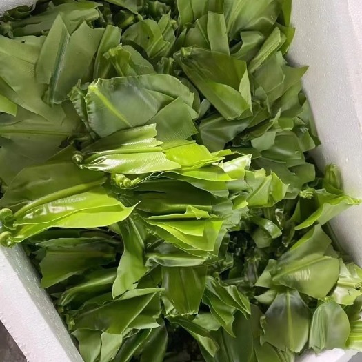 广州山苏菜