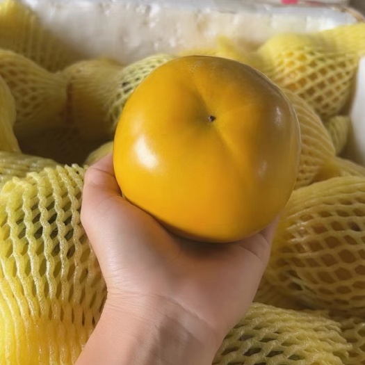郑州最火大秋甜柿苗