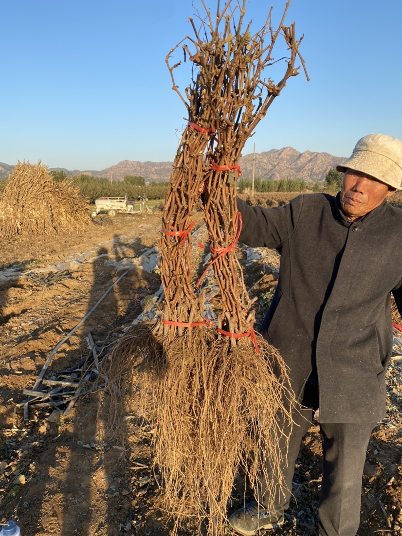 出售占地苗嫁接苗扦插苗高挑