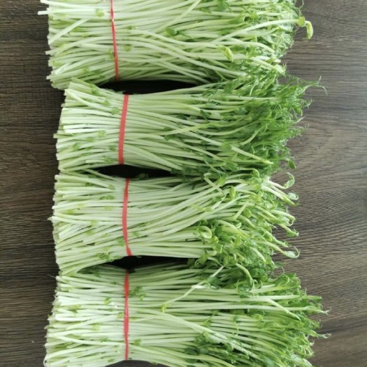 长沙豌豆苗